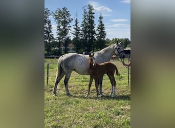 Irish Sport Horse, Mare, 15 years, 16,1 hh, Gray