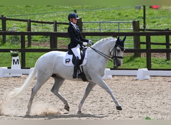 Irish Sport Horse, Mare, 15 years, 16.1 hh, Gray