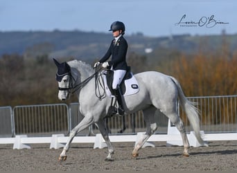 Irish Sport Horse, Mare, 15 years, 16.1 hh, Gray