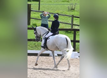 Irish Sport Horse, Mare, 15 years, 16.1 hh, Gray