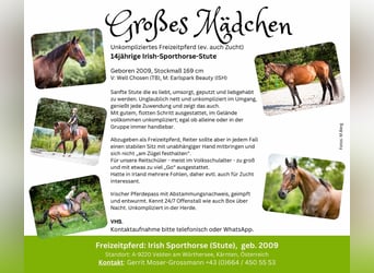 Irish Sport Horse, Mare, 15 years, 16.2 hh, Brown