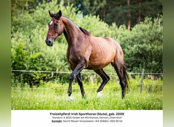 Irish Sport Horse, Mare, 15 years, 16.2 hh, Brown