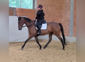 Irish Sport Horse, Mare, 15 years, 16 hh, Brown
