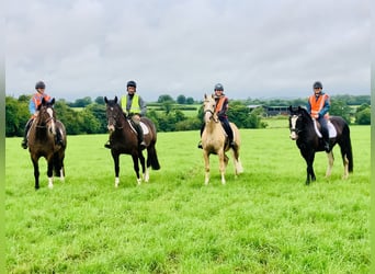 Irish Sport Horse, Mare, 15 years, 16,1 hh, Brown