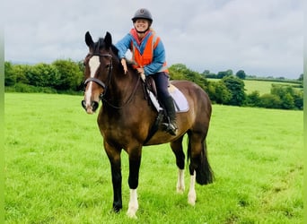 Irish Sport Horse, Mare, 15 years, 16,1 hh, Brown