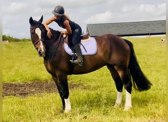 Irish Sport Horse, Mare, 15 years, 16,1 hh, Brown