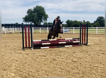 Irish Sport Horse, Mare, 15 years, 16,1 hh, Brown