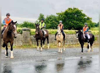 Irish Sport Horse, Mare, 15 years, 16,1 hh, Brown