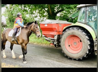 Irish Sport Horse, Mare, 15 years, 16,1 hh, Brown