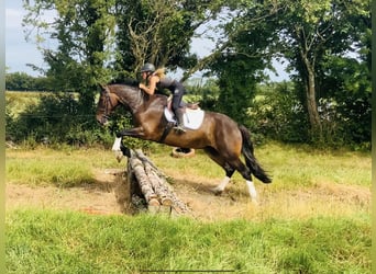 Irish Sport Horse, Mare, 15 years, 16,1 hh, Brown