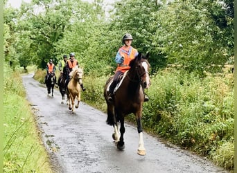 Irish Sport Horse, Mare, 15 years, 16,1 hh, Brown