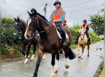 Irish Sport Horse, Mare, 15 years, 16,1 hh, Brown