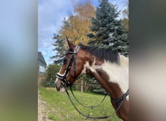 Irish Sport Horse, Mare, 16 years, 15,1 hh