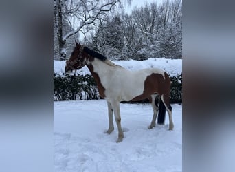 Irish Sport Horse, Mare, 16 years, 15,1 hh, Pinto