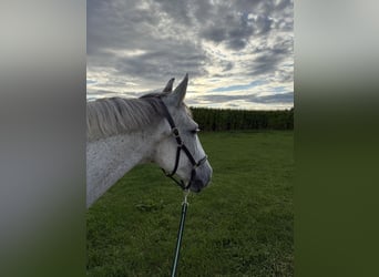 Irish Sport Horse, Mare, 16 years, 15,2 hh, Grey