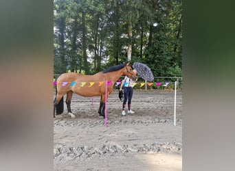 Irish Sport Horse, Mare, 16 years, 16 hh