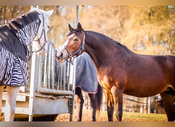 Irish Sport Horse, Mare, 16 years, Brown