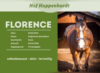 Irish Sport Horse, Mare, 16 years, Brown