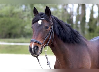 Irish Sport Horse, Mare, 17 years, 15.1 hh, Bay-Dark