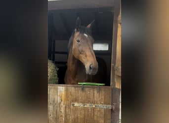 Irish Sport Horse, Mare, 17 years, 16 hh, Bay-Dark