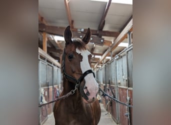 Irish Sport Horse, Mare, 17 years, 16 hh, Chestnut-Red