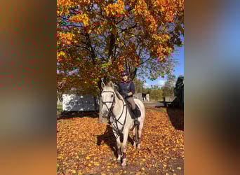 Irish Sport Horse, Mare, 17 years, 16 hh, Grey