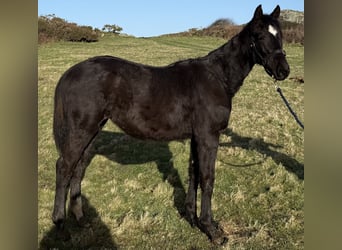 Irish Sport Horse, Mare, 1 year, Black