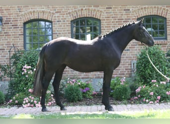 Irish Sport Horse, Mare, 22 years, 15.3 hh, Grey