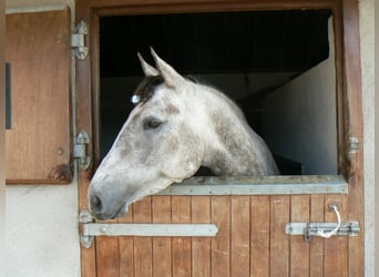 Irish Sport Horse, Mare, 22 years, 15.3 hh, Grey