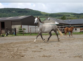 Irish Sport Horse, Mare, 22 years, 15,3 hh, Grey