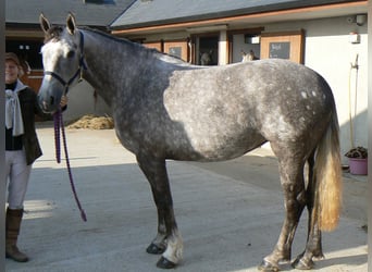 Irish Sport Horse, Mare, 22 years, 15,3 hh, Grey