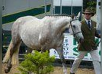 Irish Sport Horse, Mare, 22 years, 15,3 hh, Grey