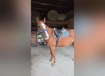 Irish Sport Horse Mix, Mare, 23 years, 16 hh, Chestnut-Red