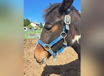 Irish Sport Horse Mix, Mare, 2 years, 13,1 hh, Pinto