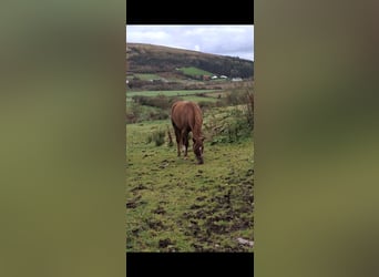 Irish Sport Horse, Mare, 2 years, 16.1 hh, Chestnut