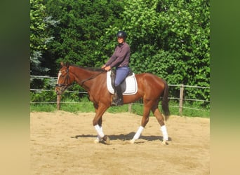Irish Sport Horse, Mare, 3 years, 14.3 hh, Brown
