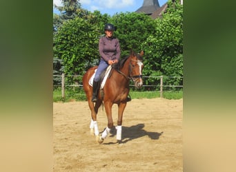 Irish Sport Horse, Mare, 3 years, 14.3 hh, Brown