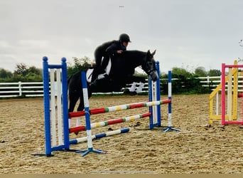 Irish Sport Horse, Mare, 3 years, 15.1 hh, Gray