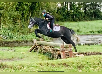 Irish Sport Horse, Mare, 3 years, 15.1 hh, Gray