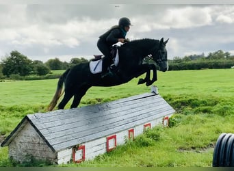 Irish Sport Horse, Mare, 3 years, 15.1 hh, Gray