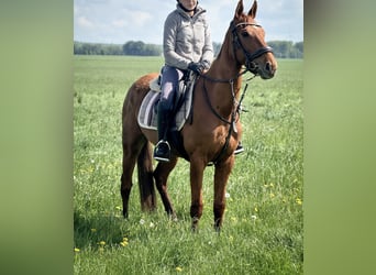 Irish Sport Horse, Mare, 3 years, 15.2 hh, Chestnut-Red