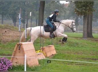 Irish Sport Horse, Mare, 3 years, 15,1 hh, Palomino