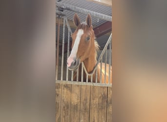 Irish Sport Horse, Mare, 3 years, 16.1 hh, Chestnut