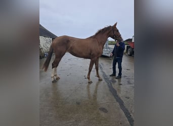 Irish Sport Horse, Mare, 3 years, 16.1 hh, Chestnut