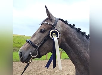 Irish Sport Horse, Mare, 3 years, 16,2 hh