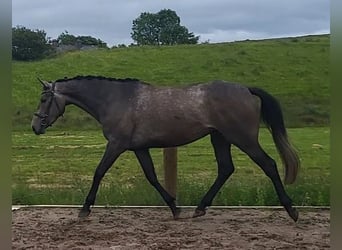 Irish Sport Horse, Mare, 3 years, 16,2 hh