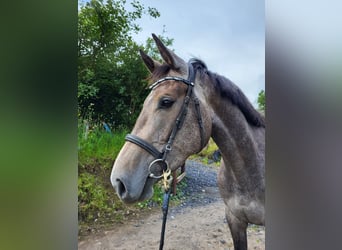 Irish Sport Horse, Mare, 3 years, 16,2 hh