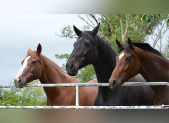 Irish Sport Horse, Mare, 3 years, 16.3 hh, Bay