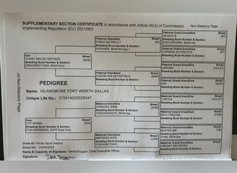 Irish Sport Horse, Mare, 3 years, 16.3 hh, Bay