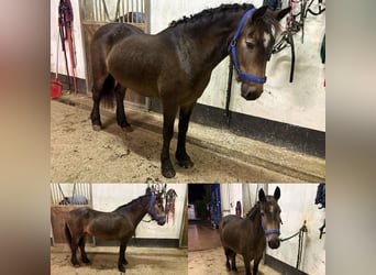 Irish Sport Horse, Mare, 4 years, 12.2 hh, Dun